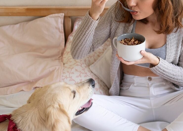 Семь шагов к выбору лакомства для собаки с аллергией.