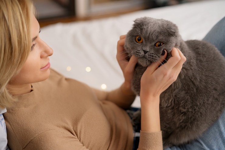 Уход за глазами у кошек: методы чистки.