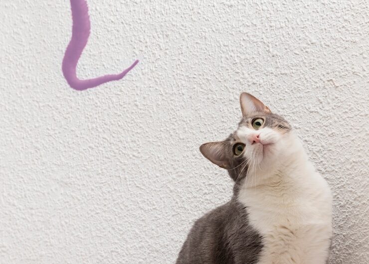 Течка у кошек