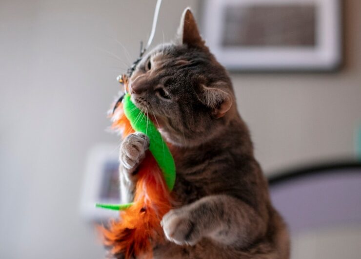 С котом на дереве