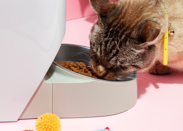 Питание больших котов