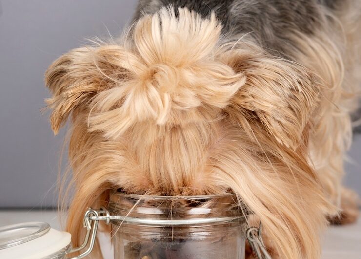 Гипоаллергенные корма для собак и щенков: обзор