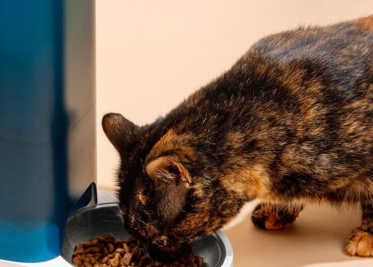 Выбор корма для кошек: мясные консервы и натуральное питание