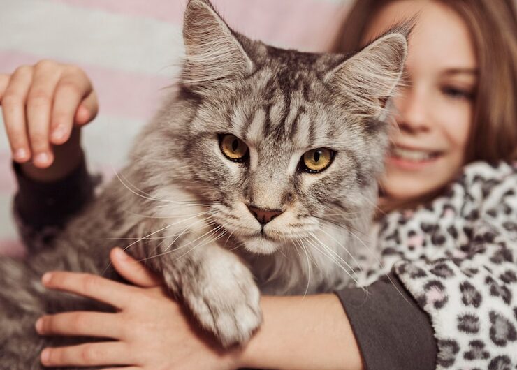 Кошки с ласковым нравом