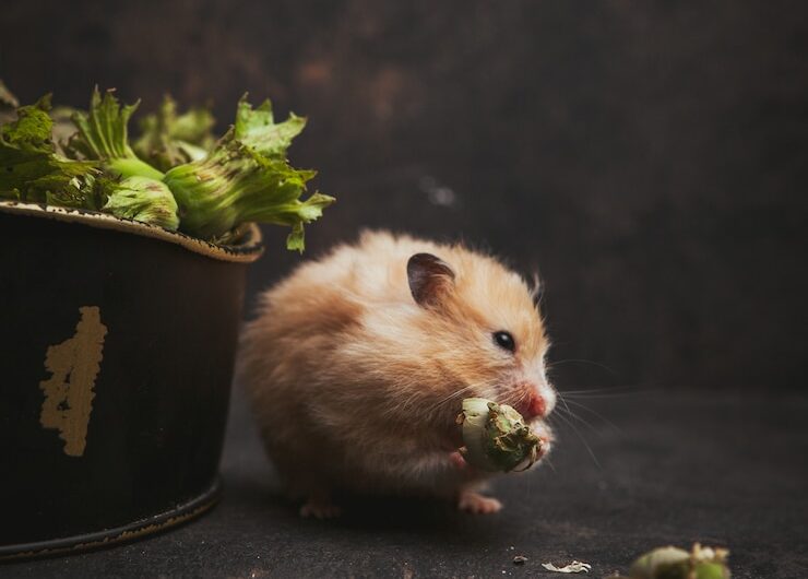 Уход за декоративными крысами и мышами: особенности питания