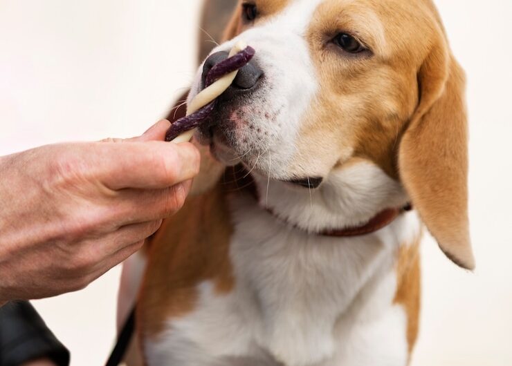 verzorging van de Zennenhond’s vacht