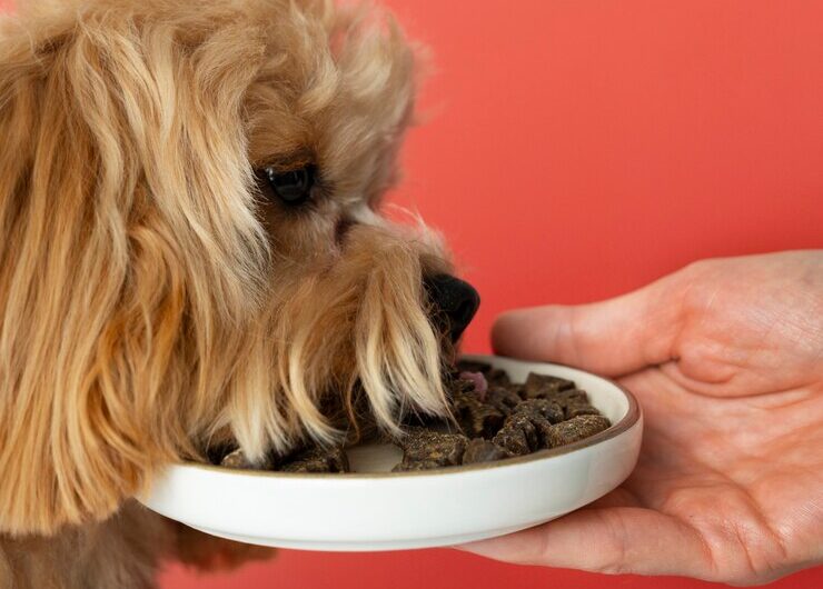 Значение качества белка в рационе питания.