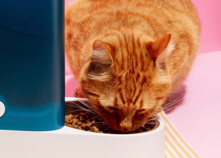 Проверяем этикетку влажного корма для кошек: 4 важных факта