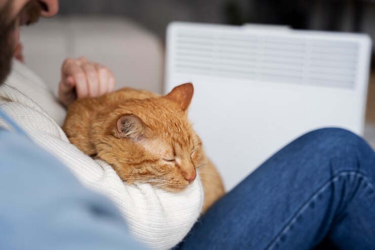 Перегрев у кошки