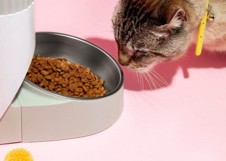 Хранение влажного корма для кошек: советы ветеринара-диетолога