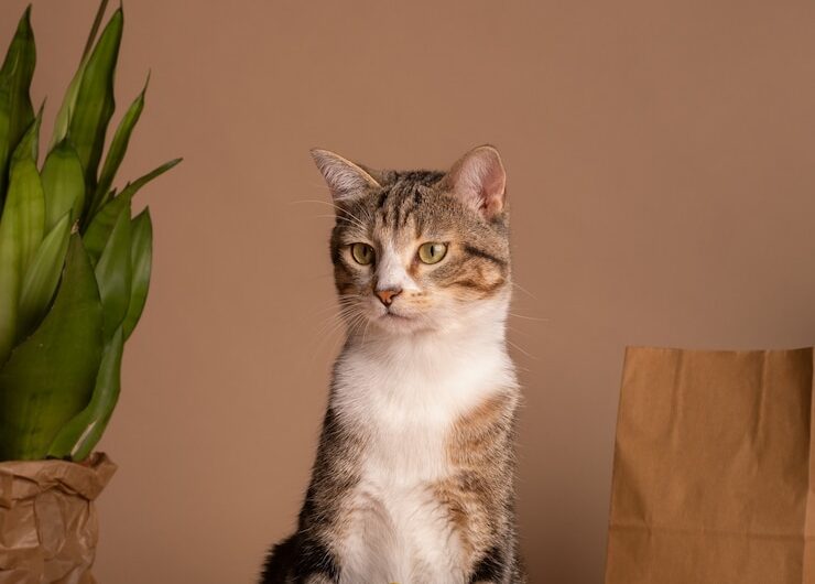 Пять распространенных заблуждений о кошачьей пасте