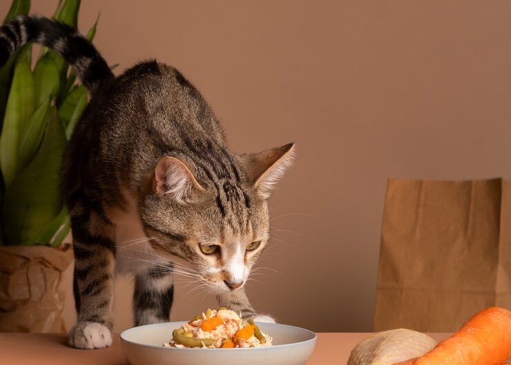 Чем угостить кошку