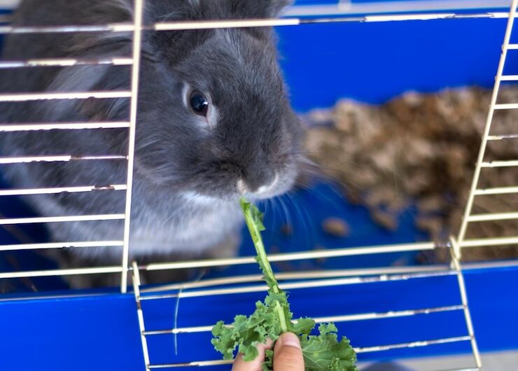 Жизнь декоративных крыс дома: питание и уход