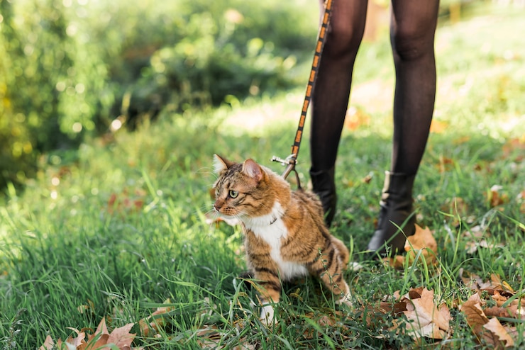 Как выгуливать кошку?