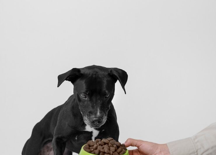 Причины отказа собаки от пищи и действия при этом