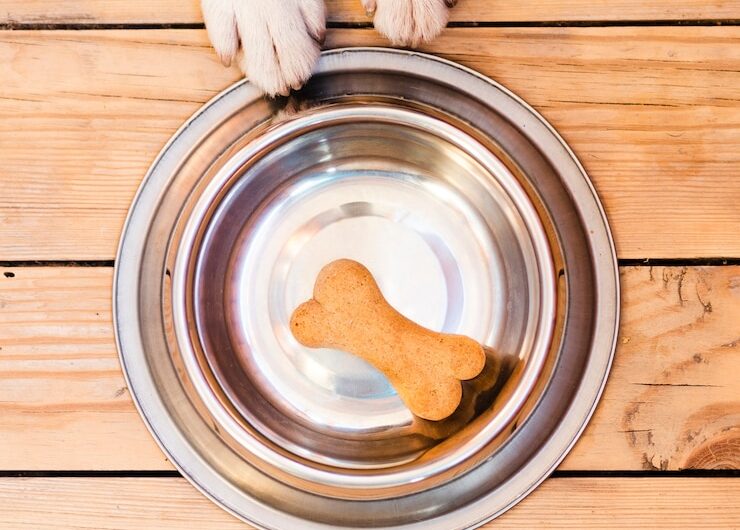 Виды мисок для собак и как их выбрать