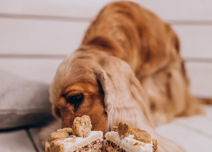 Стоит ли давать собаке хлеб: польза и риски, советы владельцам