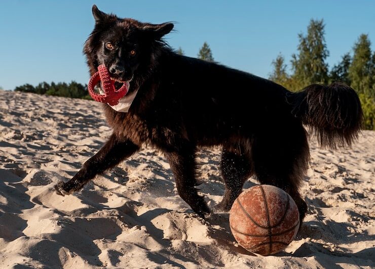 Десять самых выносливых пород собак
