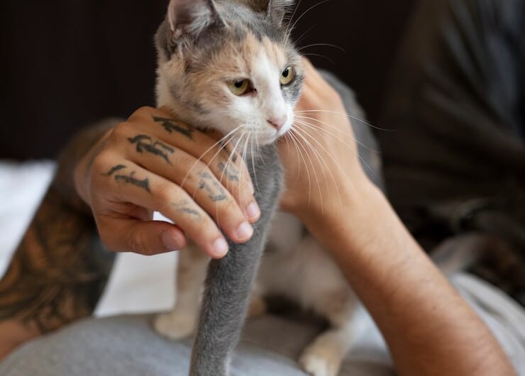 Почему кошки любят спать у ног хозяев