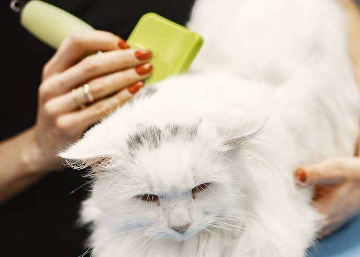 Кошкам этих пород необходим профессиональный груминг: от персов до сфинксов