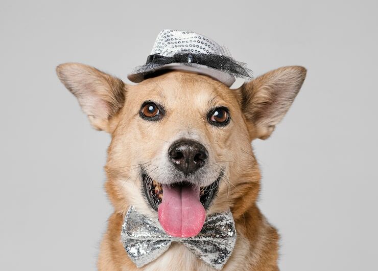 Как нарядить питомца на праздник: веселье или стресс?