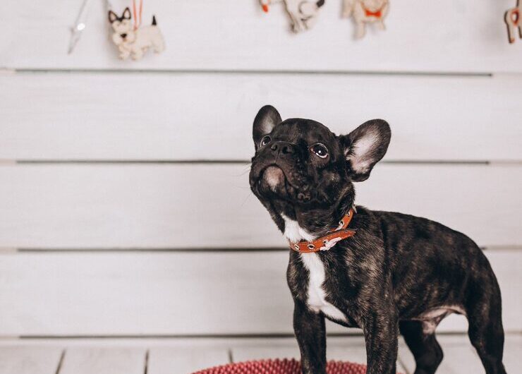 Клички для чихуахуа-девочек