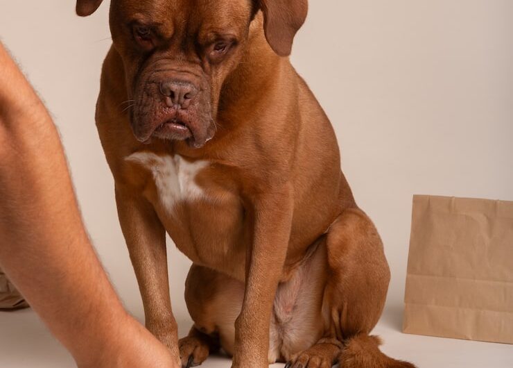 Заворот желудка у собак: важная информация для владельцев