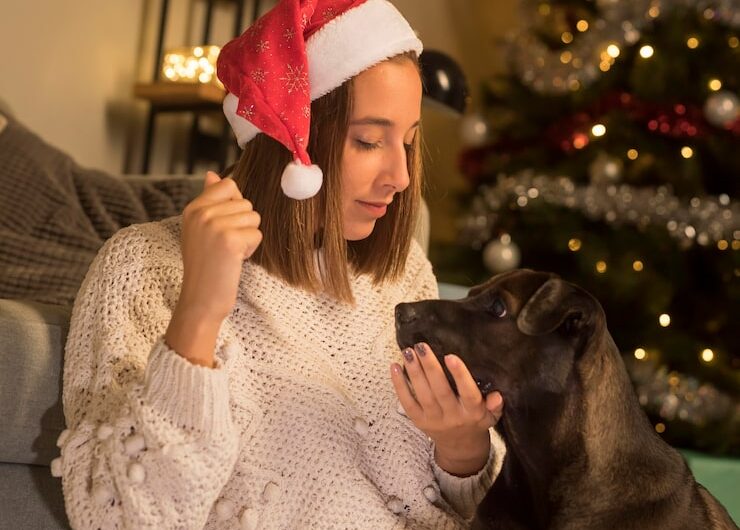 Как работают ветеринарные клиники в новогодние праздники