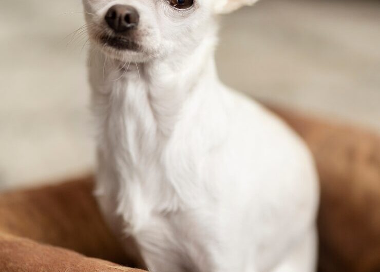 Клички для чихуахуа-девочек