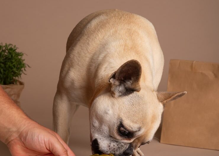 Особенности кормления собак с остеоартрозом: взгляд науки и опыт ветеринаров