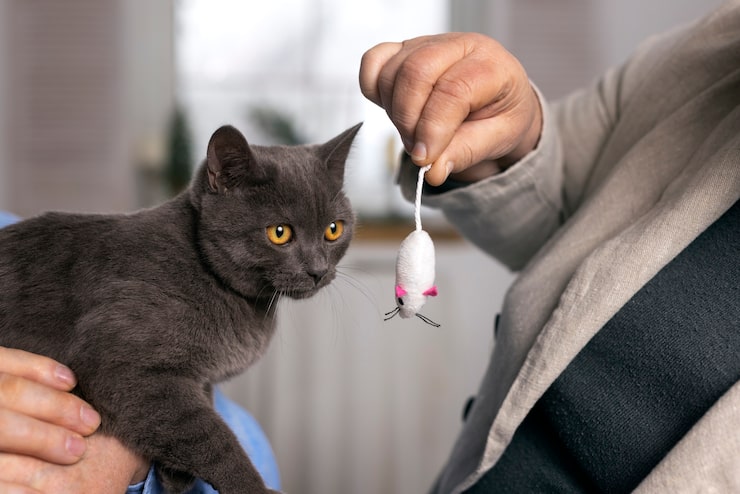 Нормальная температура тела у кошек и признаки отклонений