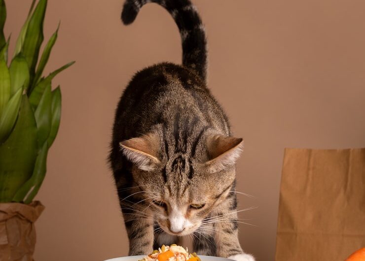 Готовы ли вы к котенку?